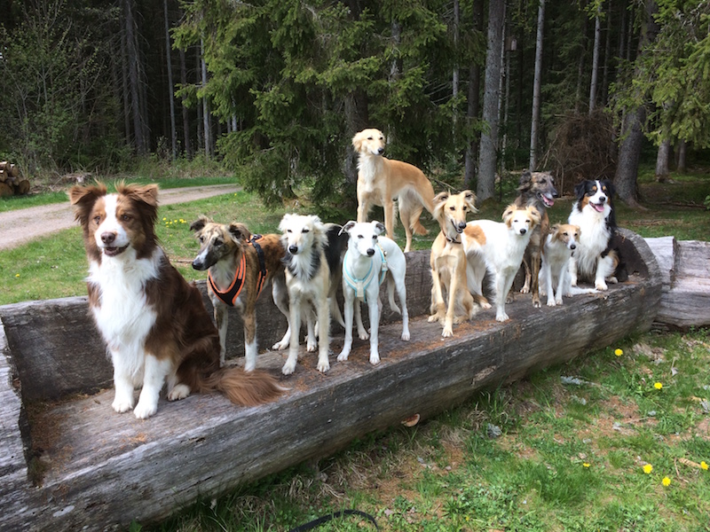 Achak, Innu, Ebony, Uambali, Wicapi, Yakari, Shania, Howi, Jersey, Ashkii